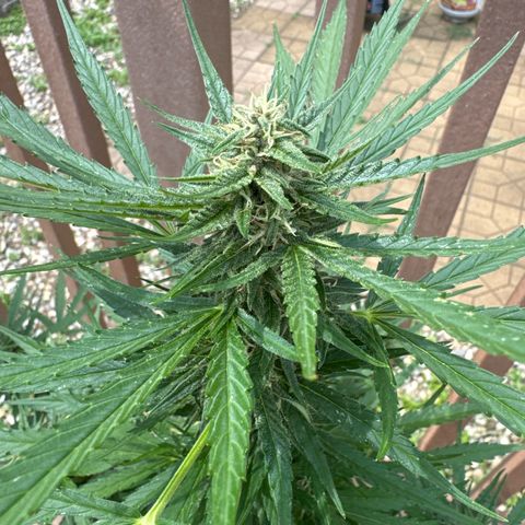 Apple Fritter growlog timeline photo