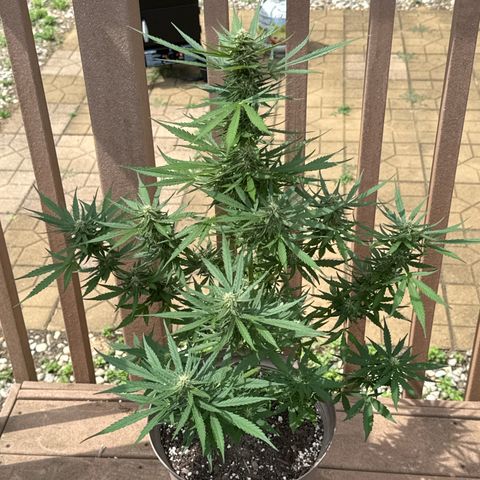 Apple Fritter growlog timeline photo