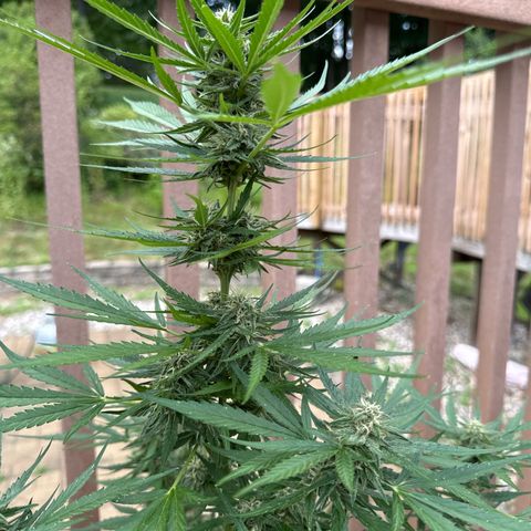 Apple Fritter growlog timeline photo