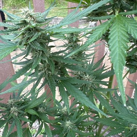 Apple Fritter growlog timeline photo