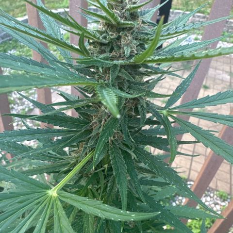 Apple Fritter growlog timeline photo