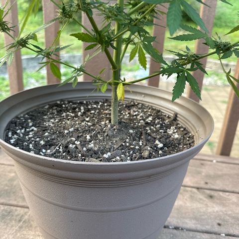 Apple Fritter growlog timeline photo
