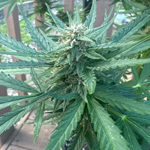 Apple Fritter growlog timeline photo