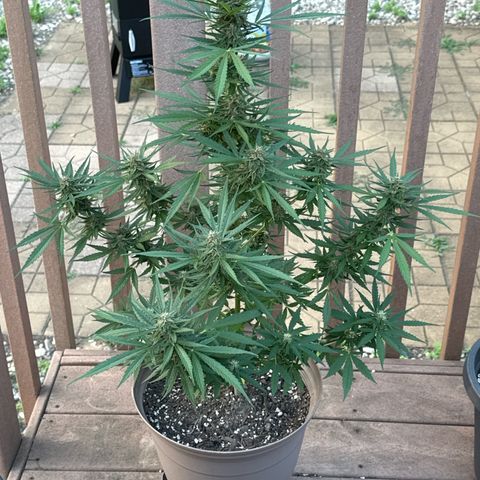 Apple Fritter growlog timeline photo