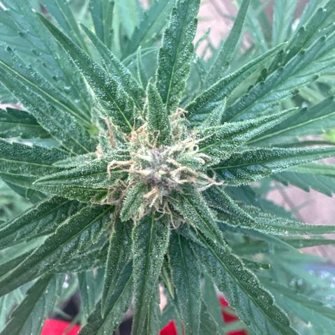 Apple Fritter growlog timeline photo