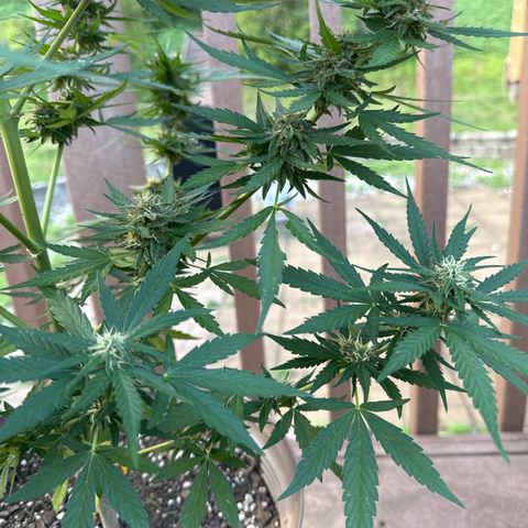 Apple Fritter growlog timeline photo