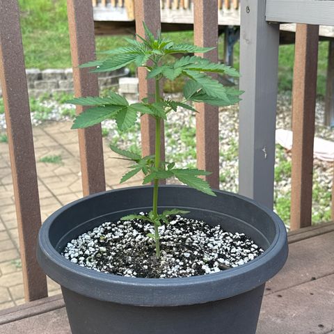 Apple Fritter #2 growlog timeline photo