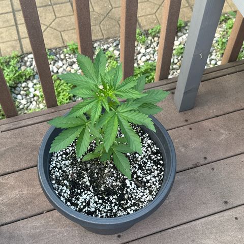 Apple Fritter #2 growlog timeline photo