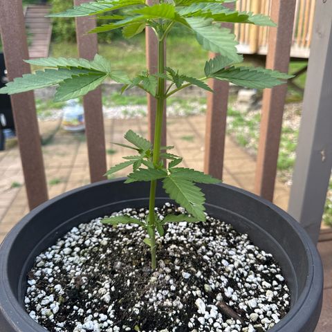 Apple Fritter #2 growlog timeline photo