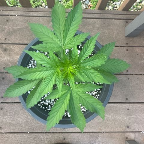 Apple Fritter #2 growlog timeline photo