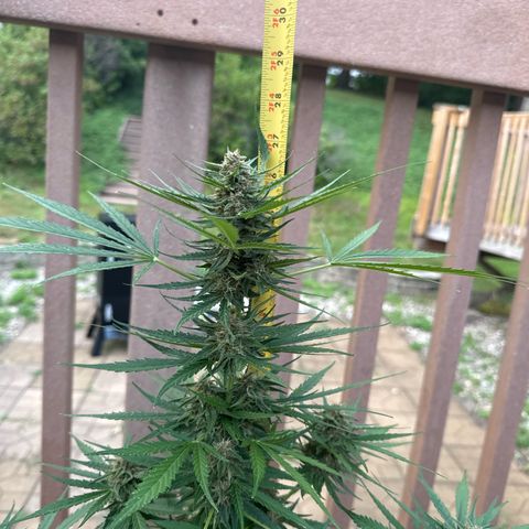 Apple Fritter growlog timeline photo