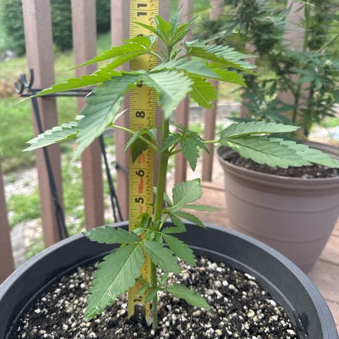 Apple Fritter #2 growlog timeline photo
