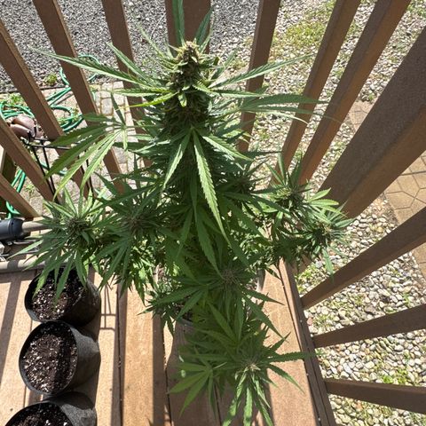 Apple Fritter growlog timeline photo