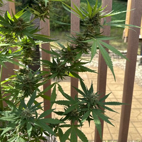 Apple Fritter growlog timeline photo