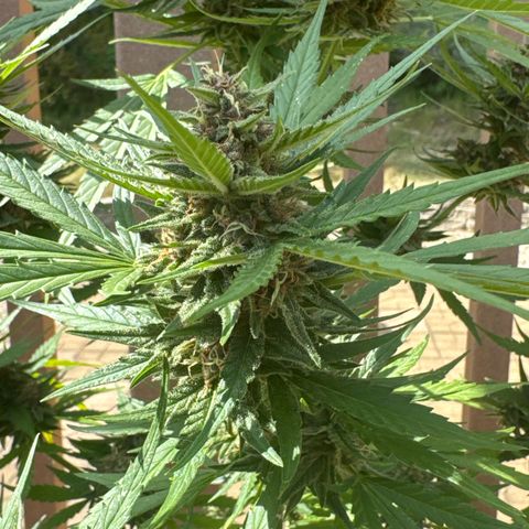 Apple Fritter growlog timeline photo