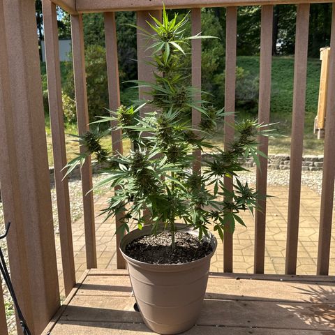 Apple Fritter growlog timeline photo