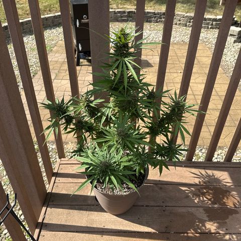 Apple Fritter growlog timeline photo