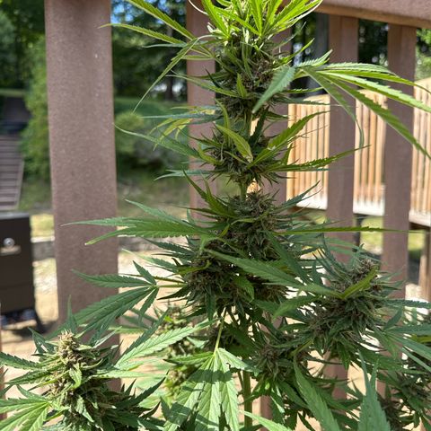 Apple Fritter growlog timeline photo