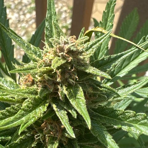 Apple Fritter growlog timeline photo