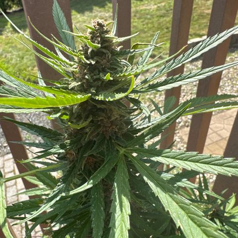 Apple Fritter growlog timeline photo