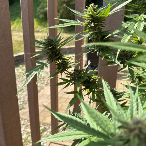Apple Fritter growlog timeline photo