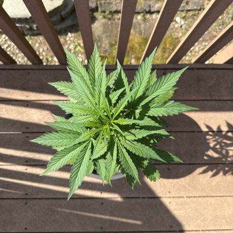 Apple Fritter #2 growlog timeline photo