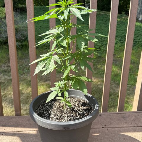 Apple Fritter #2 growlog timeline photo