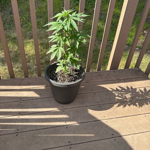 Apple Fritter #2 growlog timeline photo
