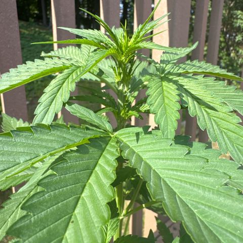 Apple Fritter #2 growlog timeline photo