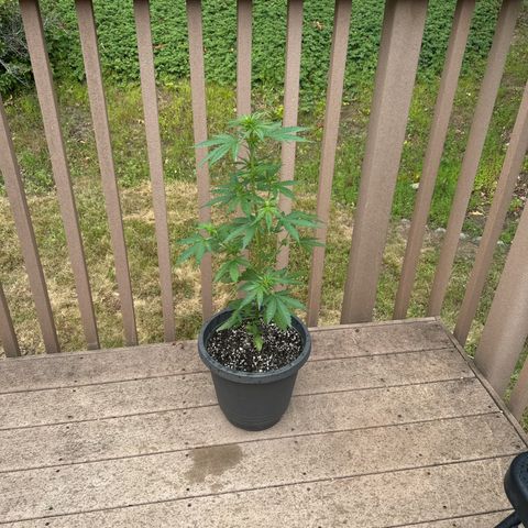 Apple Fritter #2 growlog timeline photo