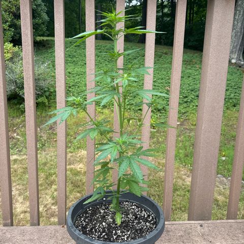 Apple Fritter #2 growlog timeline photo