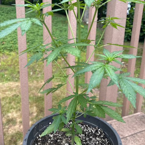 Apple Fritter #2 growlog timeline photo