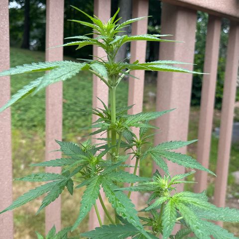 Apple Fritter #2 growlog timeline photo