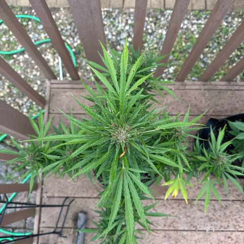 Apple Fritter growlog timeline photo