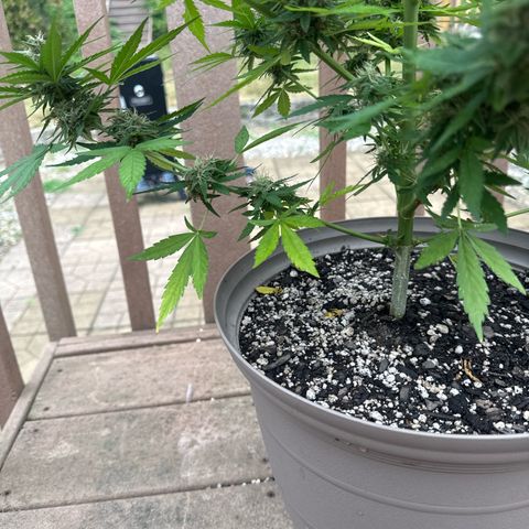 Apple Fritter growlog timeline photo