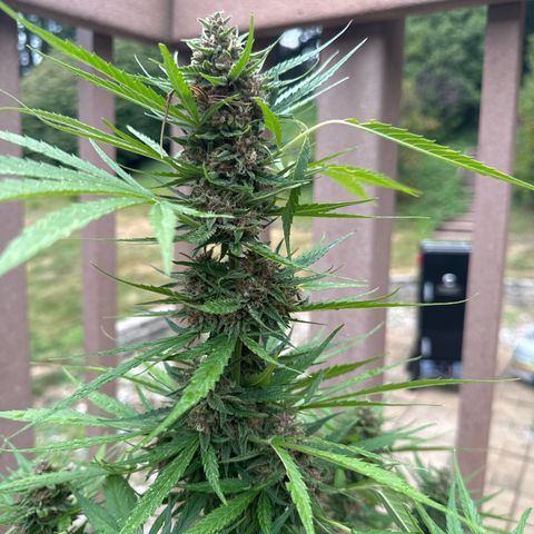Apple Fritter growlog timeline photo