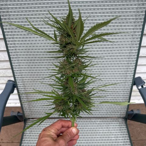 Apple Fritter growlog photo: Harvest test