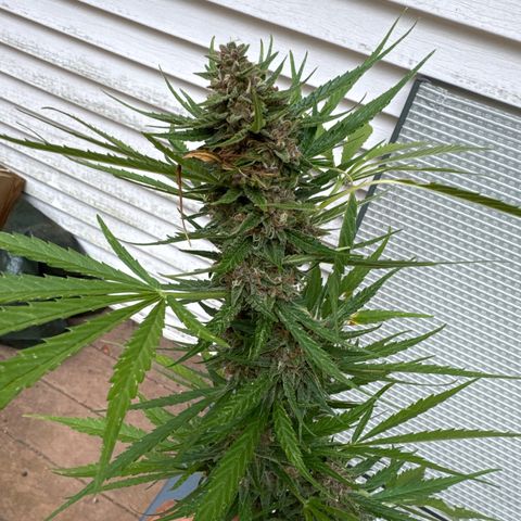 Apple Fritter growlog photo: Harvest test