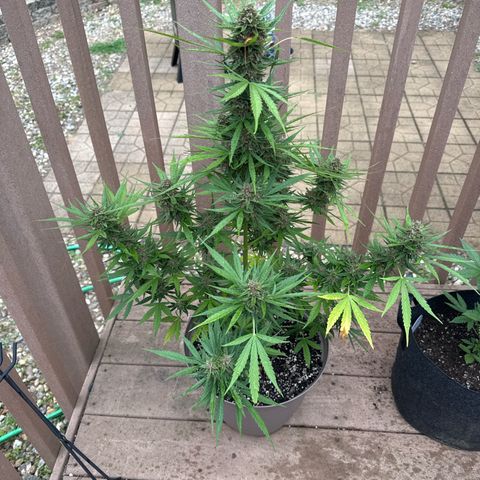 Apple Fritter growlog timeline photo