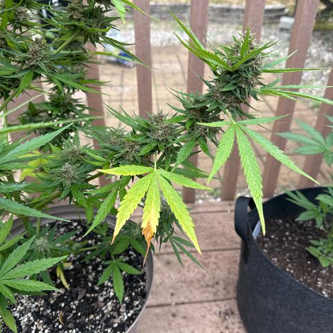 Apple Fritter growlog timeline photo