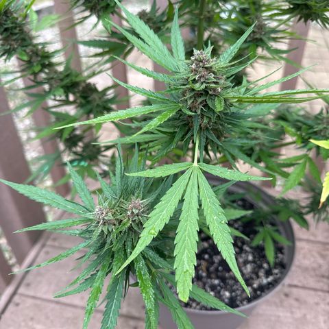 Apple Fritter growlog timeline photo