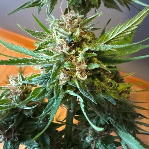 Apple Fritter growlog timeline photo