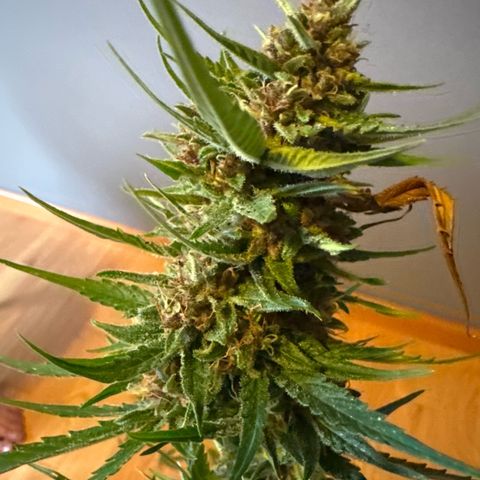 Apple Fritter growlog timeline photo
