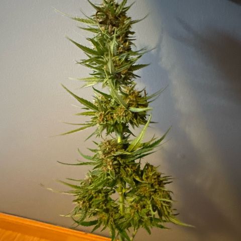 Apple Fritter growlog timeline photo
