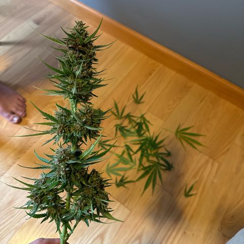 Apple Fritter growlog timeline photo
