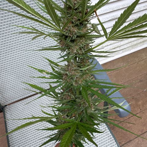 Apple Fritter growlog photo: Harvest test