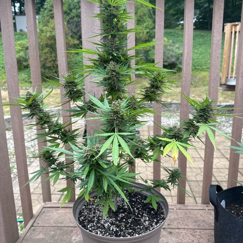 Apple Fritter growlog timeline photo