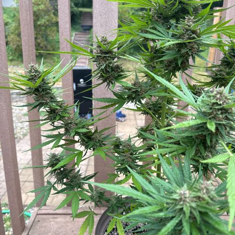 Apple Fritter growlog timeline photo