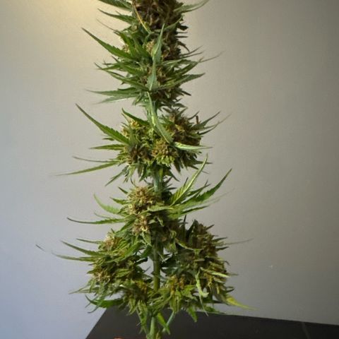 Apple Fritter growlog timeline photo