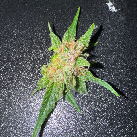 Apple Fritter growlog timeline photo